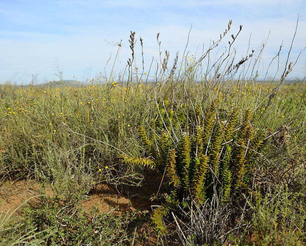 Image of Astroloba foliolosa (Haw.) Uitewaal