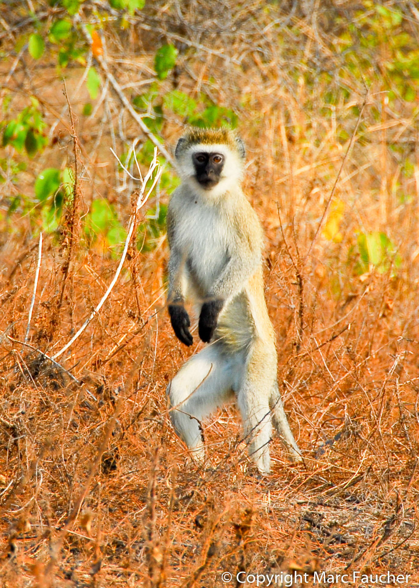 Image of Reddish-green Vervet Monkey