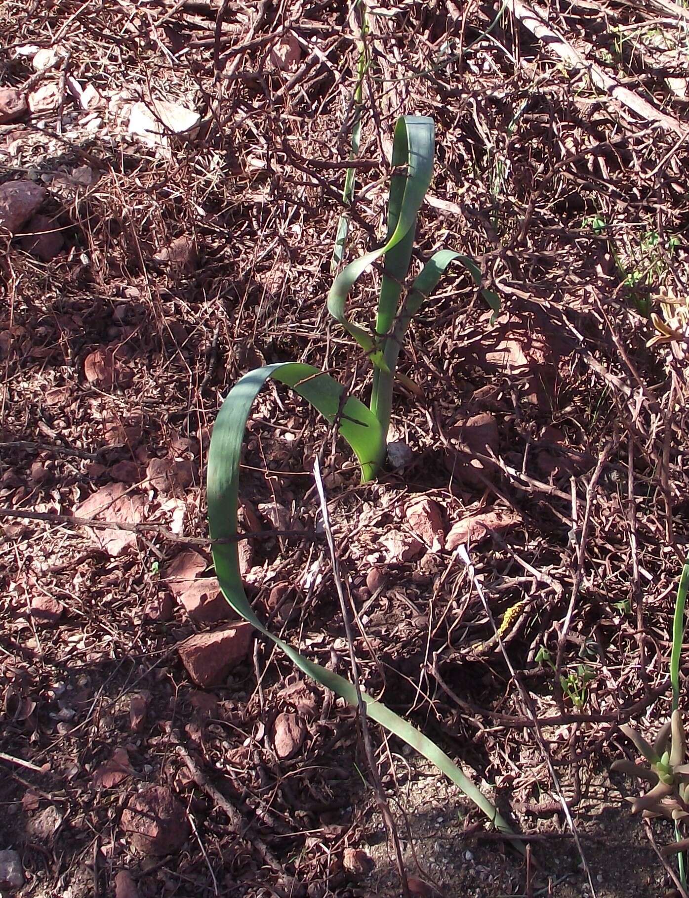 Sivun Trachyandra falcata (L. fil.) Kunth kuva