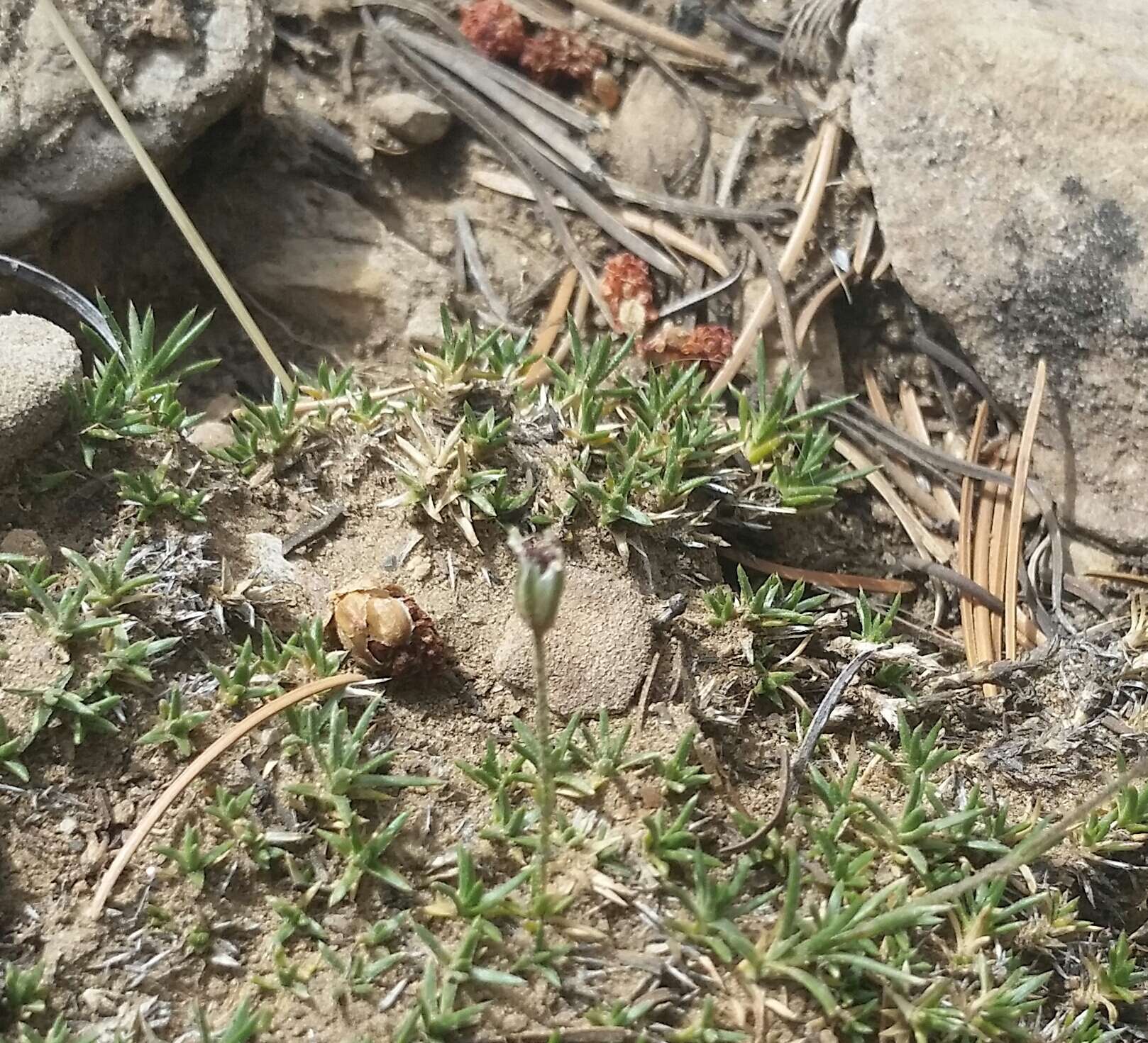 Image of King's rosy sandwort