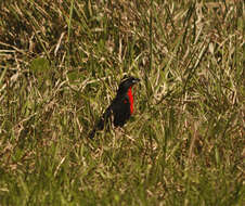 Image of White-browed Blackbird