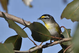 Image of Pardalotus striatus ornatus Temminck 1826