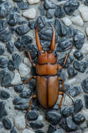 Image of Prosopocoilus (Metopodontus) astacoides blanchardi Parry 1873