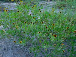 Sivun Encelia palmeri Vasey & N. E. Rose kuva