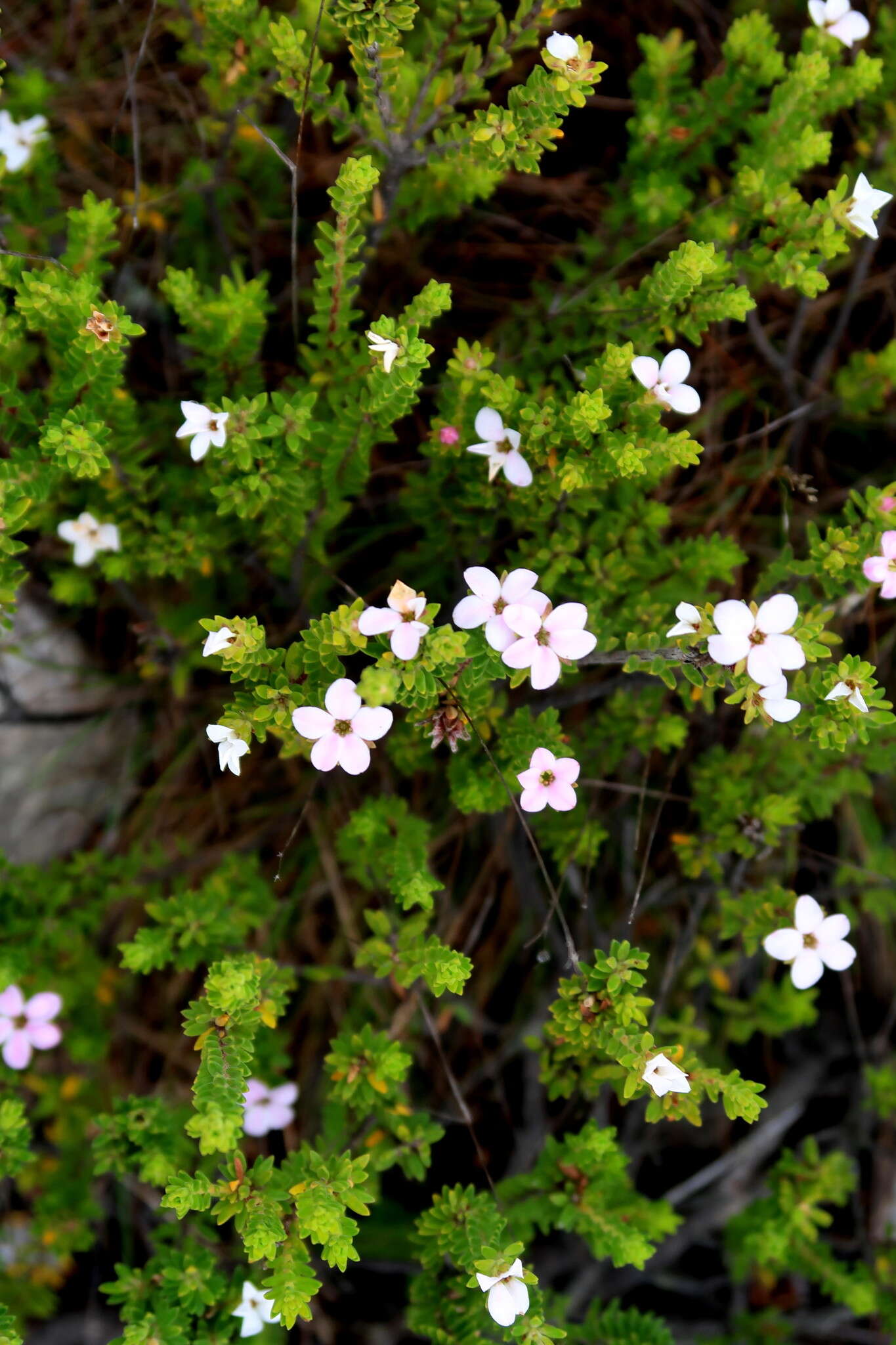 Image of Acmadenia rupicola I. Williams