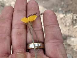 Image of Berlandier's yellow flax