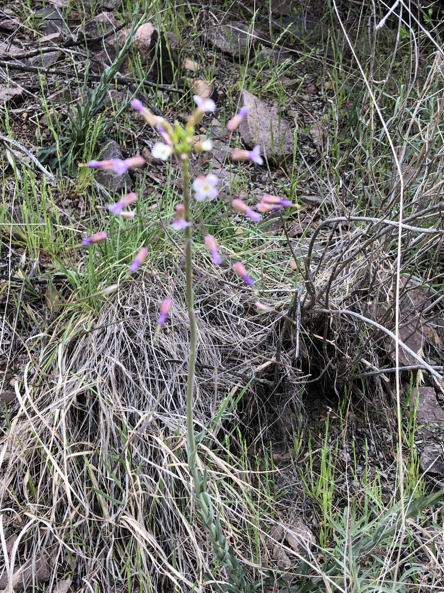 Image of Boechera porphyrea (Wooton & Standl.) Windham, Al-Shehbaz & P. Alexander