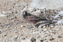 Image of Asian Rosy Finch