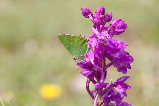 Plancia ëd Callophrys rubi (Linnaeus 1758)