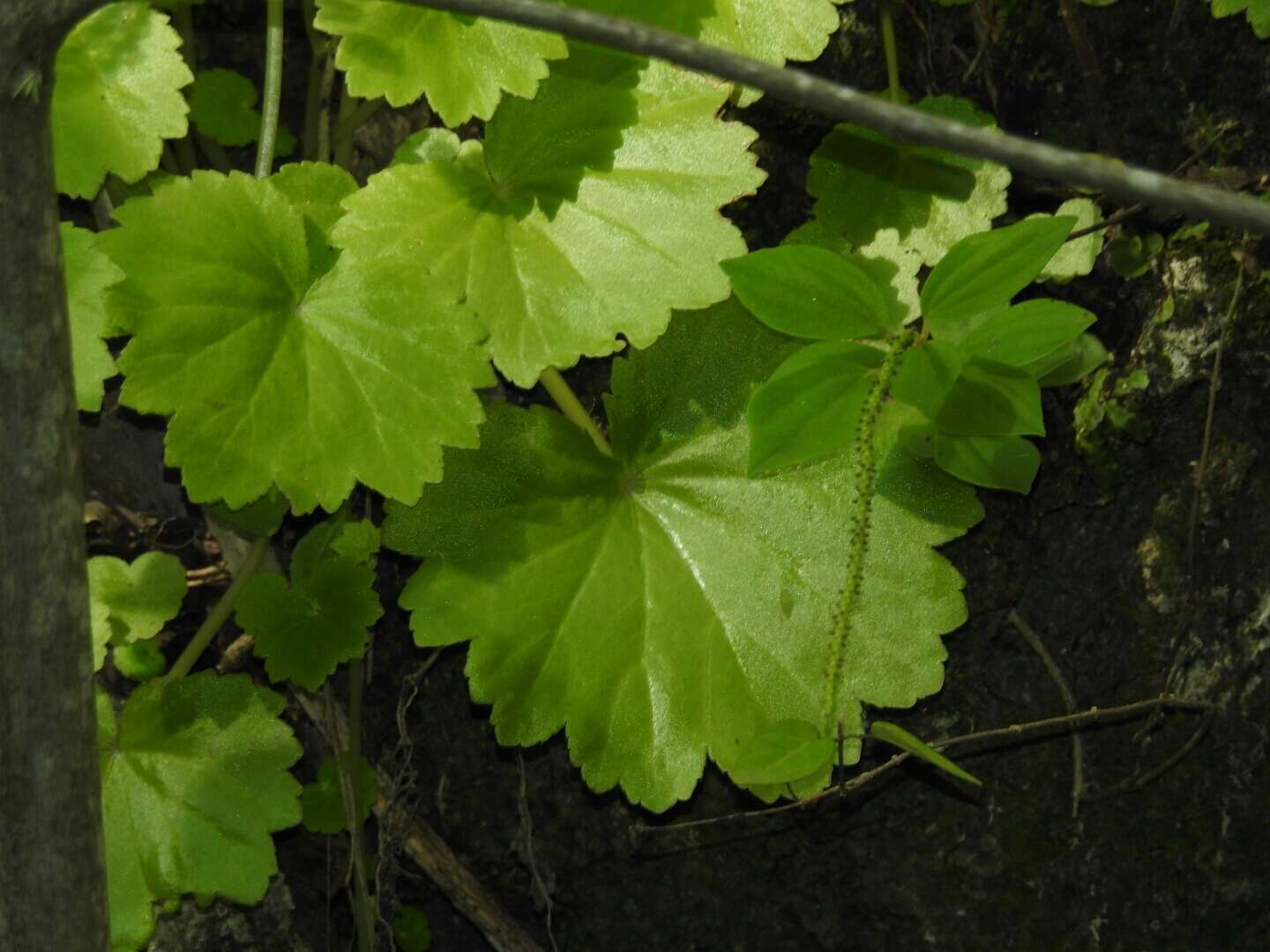 Image of Begonia uniflora S. Watson