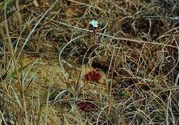 صورة Drosera burkeana Planch.