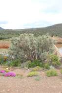 Image of Atriplex nummularia subsp. nummularia