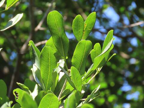 Image of Furry-fruited teclea