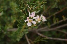 Imagem de Geissoloma marginata (L.) A. Juss.