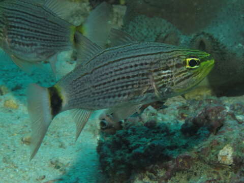 Image of Dogtooth cardinal