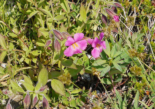 Image of Great Purple Monkey-Flower