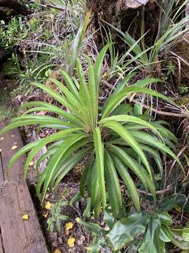 Image of Kauai False Lobelia