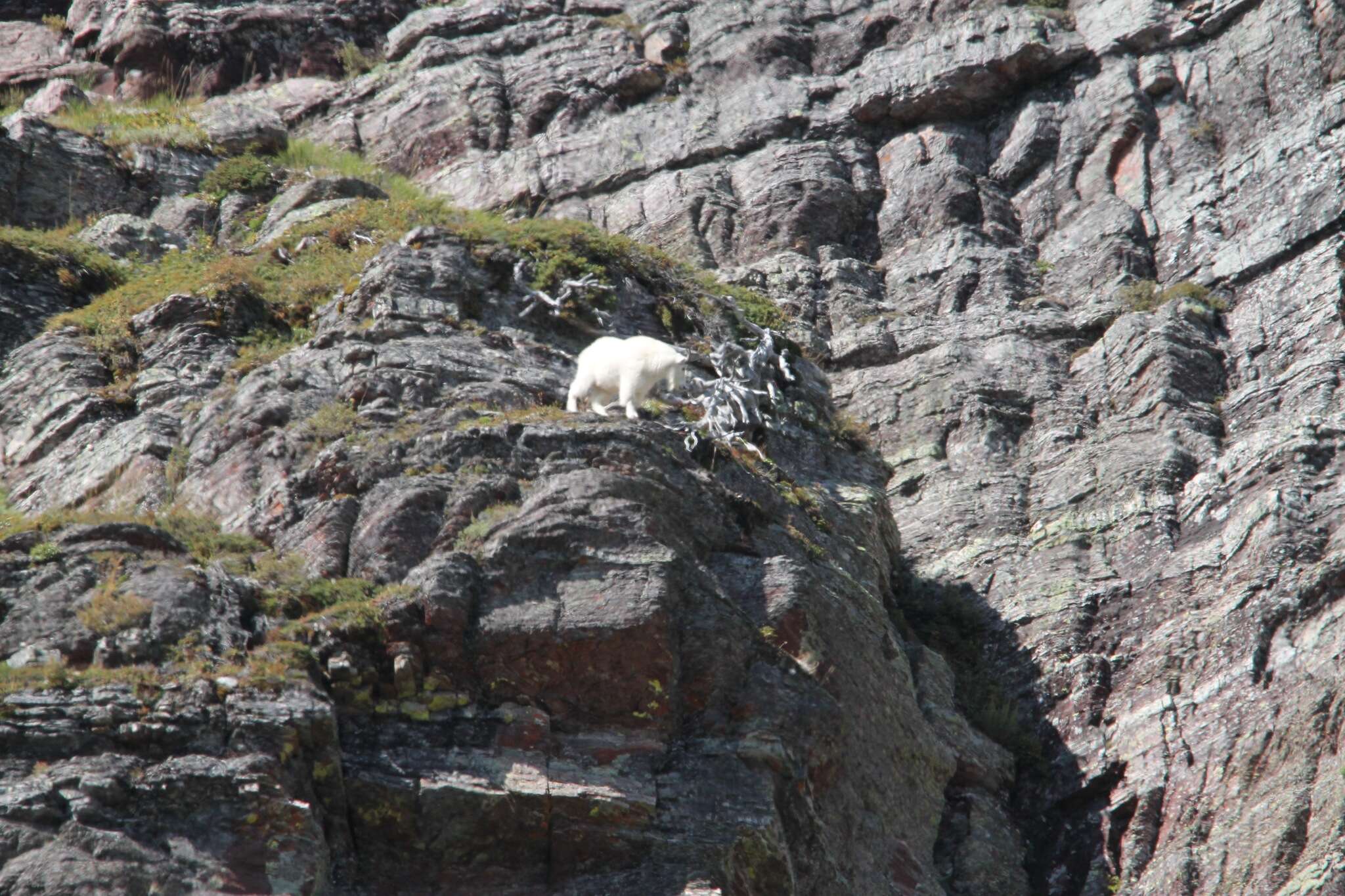 Image of mountain goat