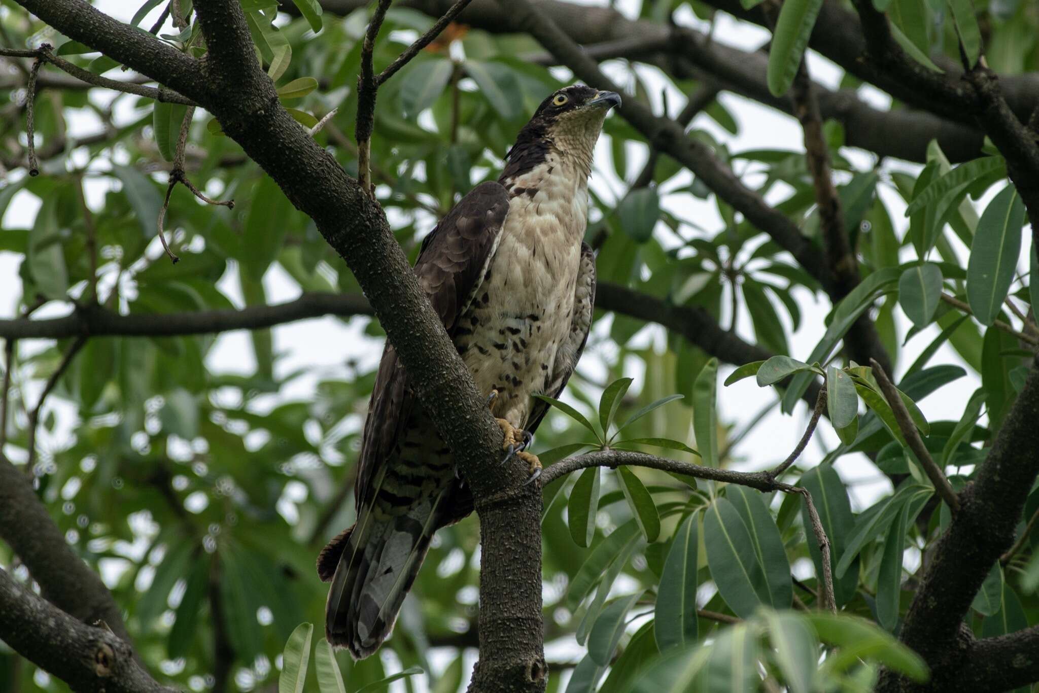 Sivun Pernis ptilorhynchus torquatus Lesson & R 1830 kuva