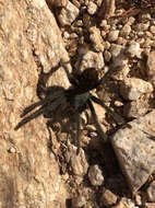 Image of Aphonopelma saguaro Hamilton 2016