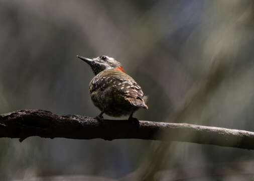 Image of Sulawesi Pygmy Woodpecker