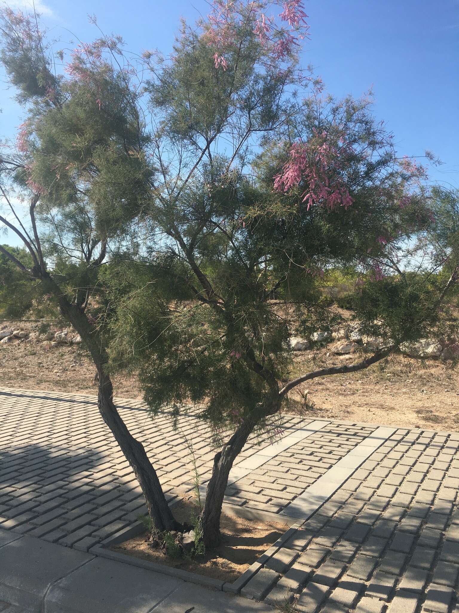 Image of five-stamen tamarisk