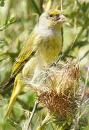 Image of Cape Canary