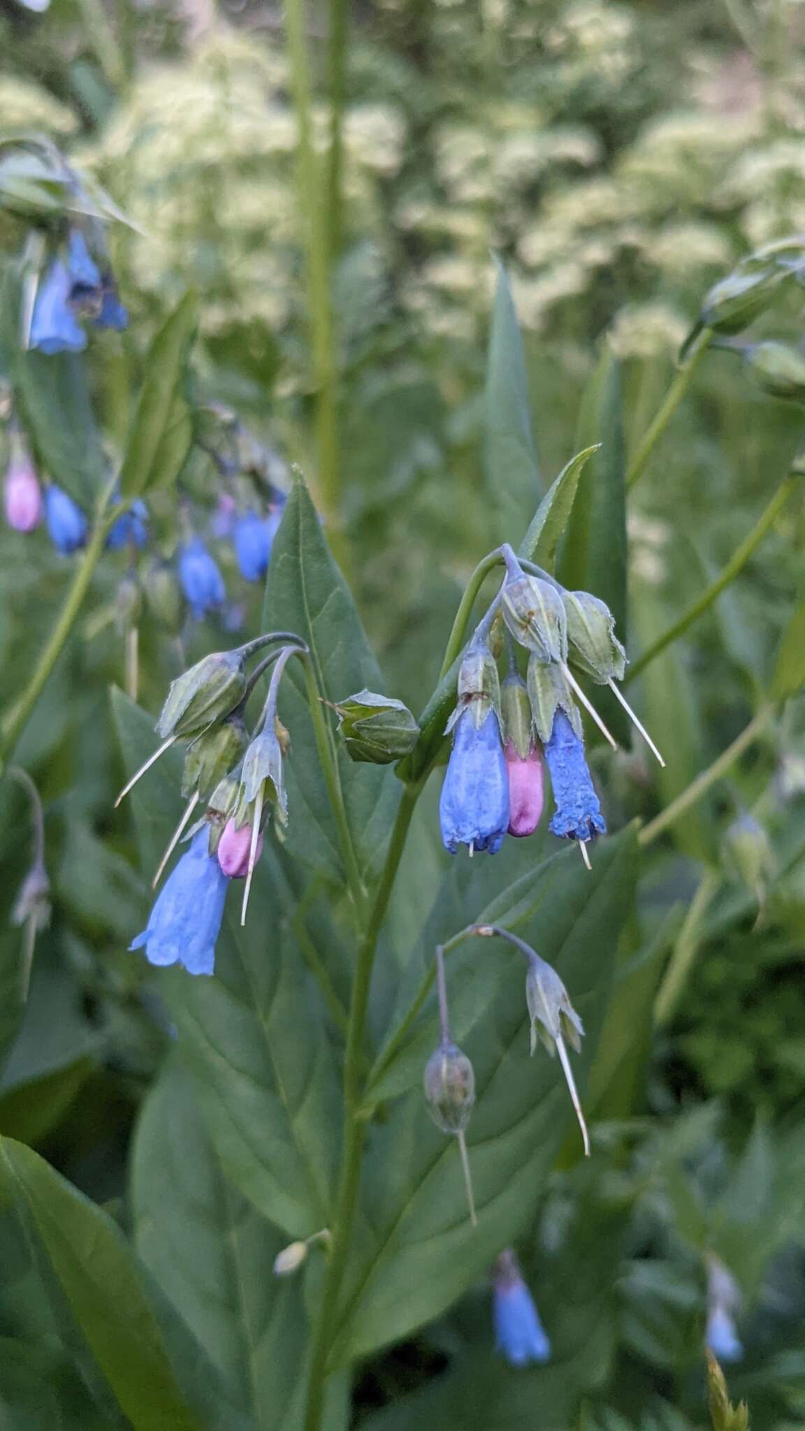 Image of aspen bluebells