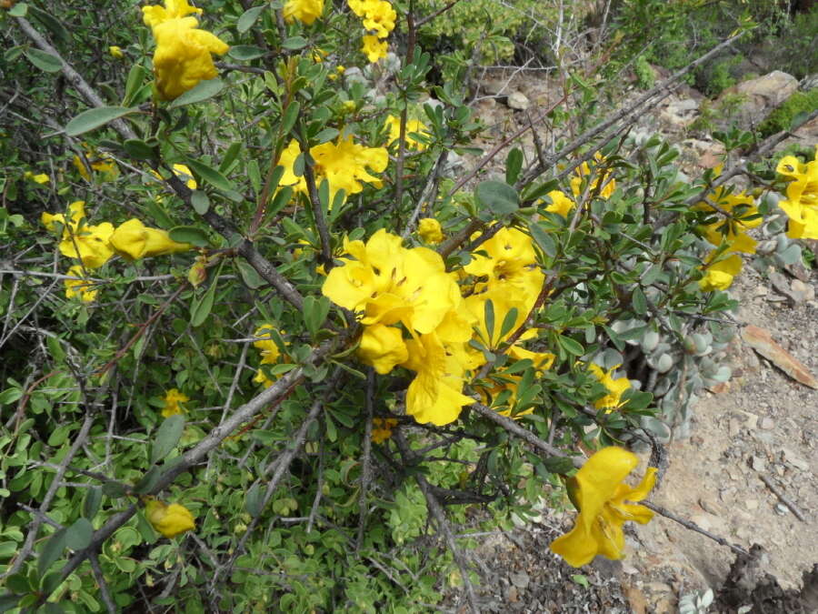 Image of Karoo gold