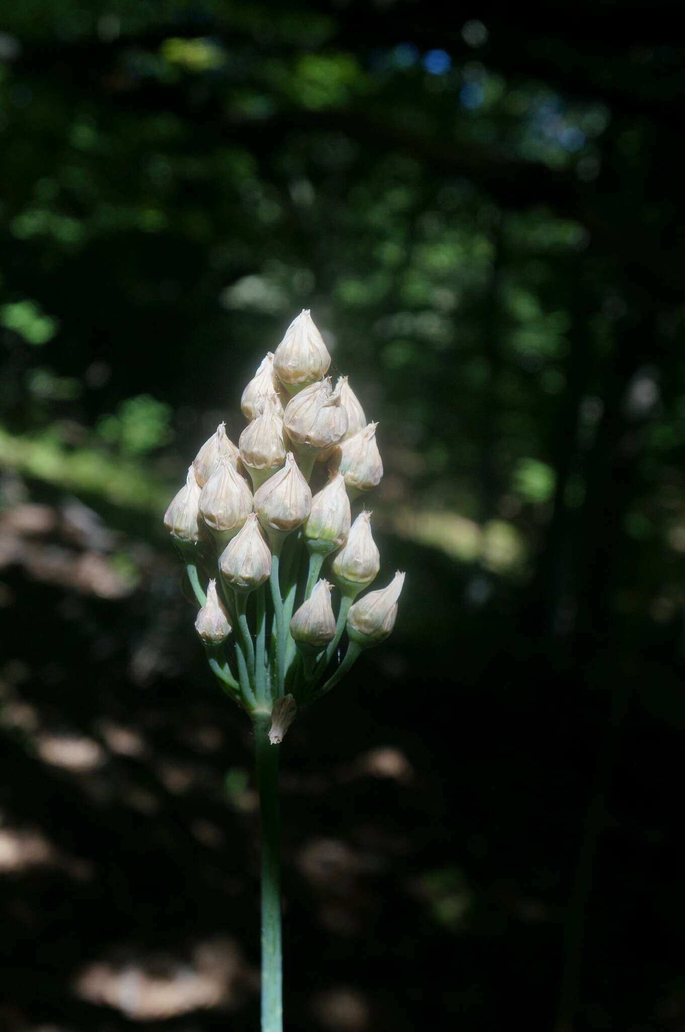 Image of Allium siculum subsp. dioscoridis (Sm.) K. Richt.