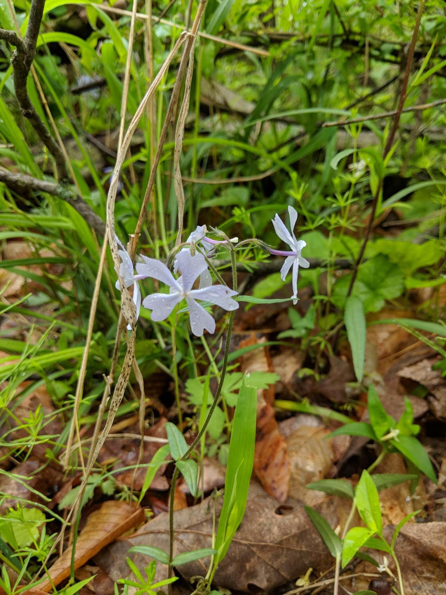 Image of wild blue phlox