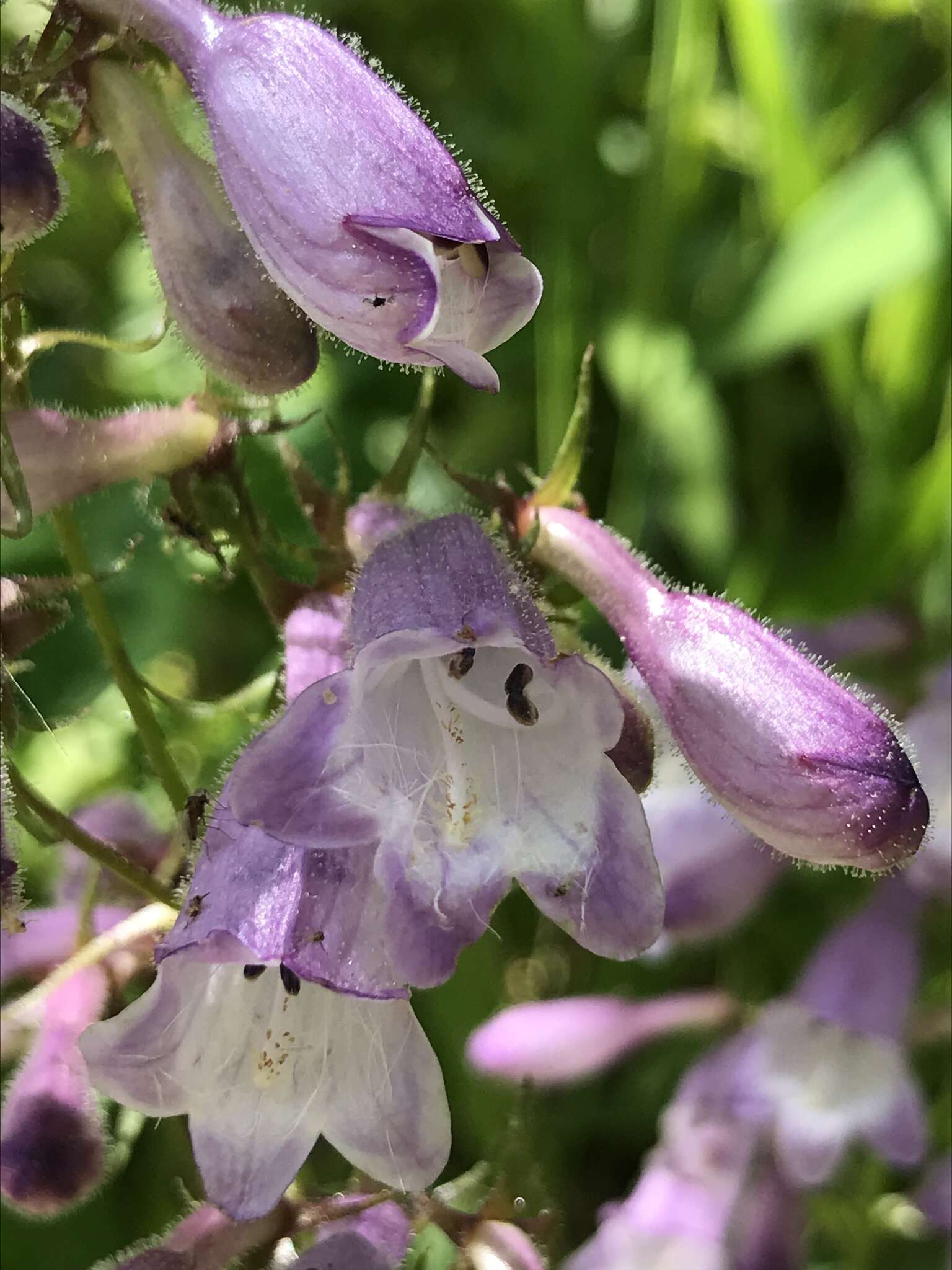 Image of longsepal beardtongue