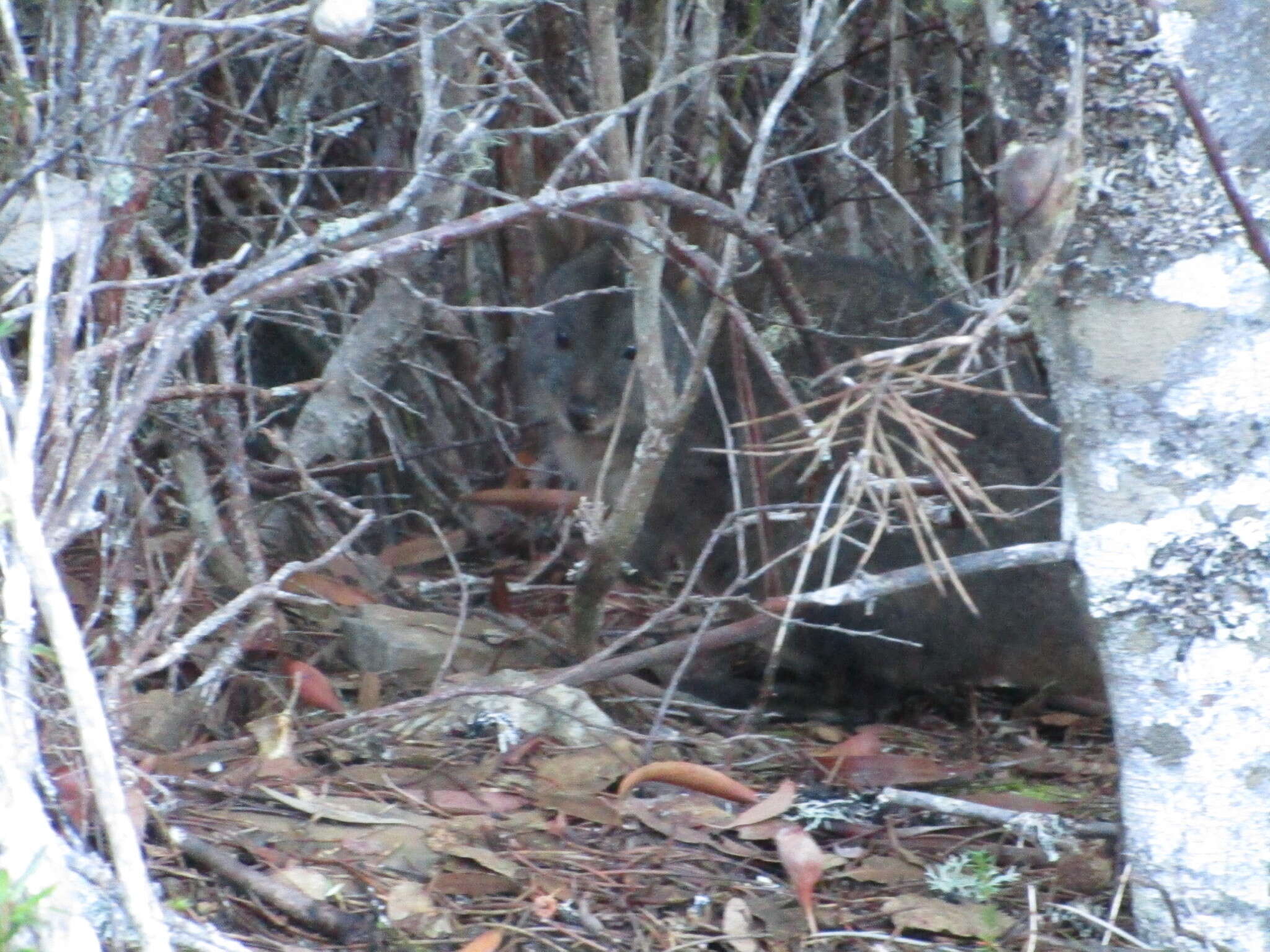 Image of Red-bellied Pademelon