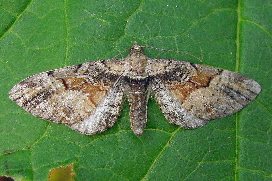 Plancia ëd Eupithecia sinuosaria Eversmann 1848