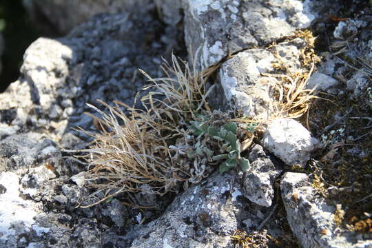 Image of Gray rockcress