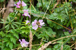 Image of annual checkerbloom