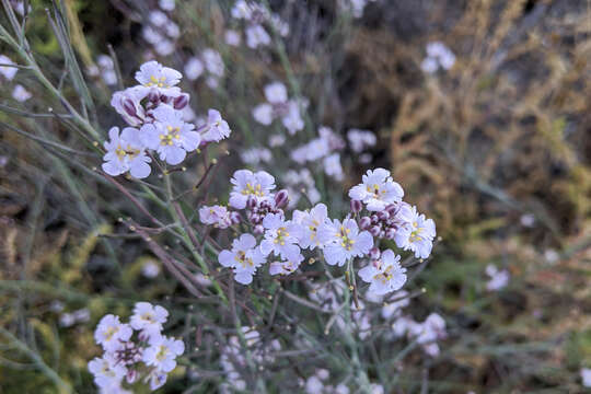 Image of Dryopetalon palmeri (S. Watson) O. E. Schulz