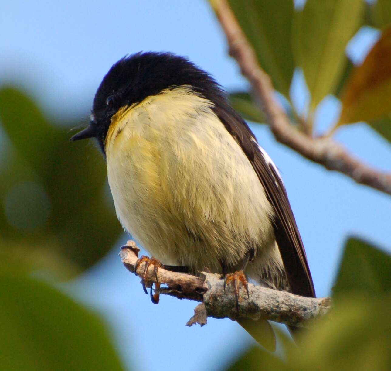 Image of Chatham Tomtit