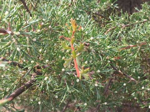 Image of Hakea tuberculata R. Br.