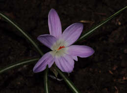 Image of Crocus adanensis T. Baytop & B. Mathew