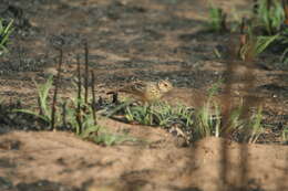 Image of Flappet Lark