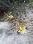 Plancia ëd Encyclia adenocarpa (Lex.) Schltr.