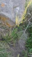 Image of Dyckia floribunda Griseb.