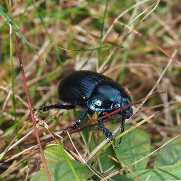 Image of Anoplotrupes