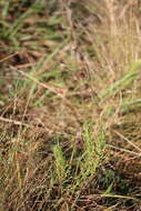 Image of Senecio erubescens var. incisus DC.