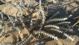 صورة Achillea maritima subsp. maritima