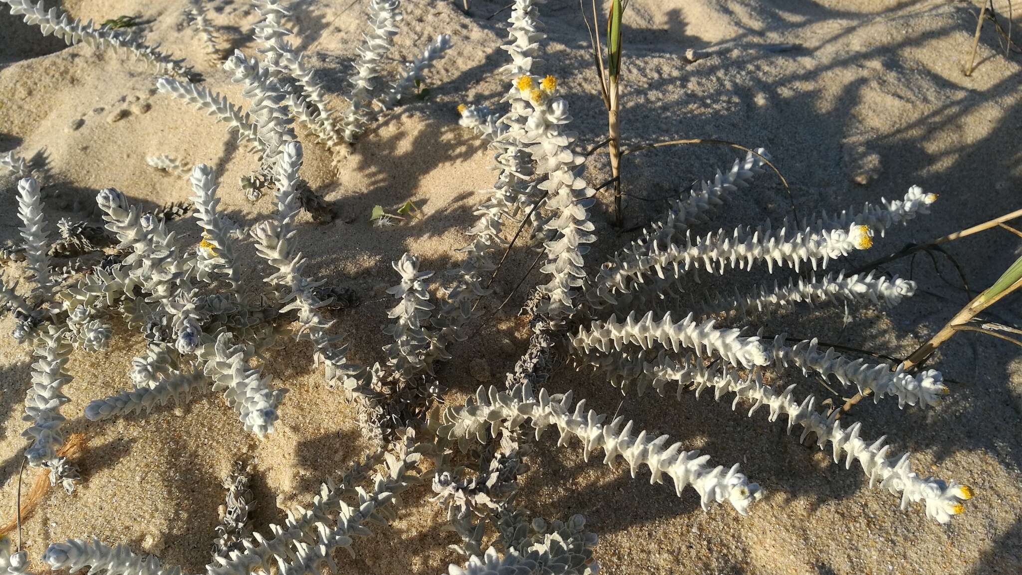 Imagem de Achillea maritima subsp. maritima