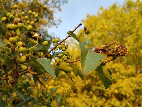 Imagem de Gymnosporangium globosum (Farl.) Farl. 1886