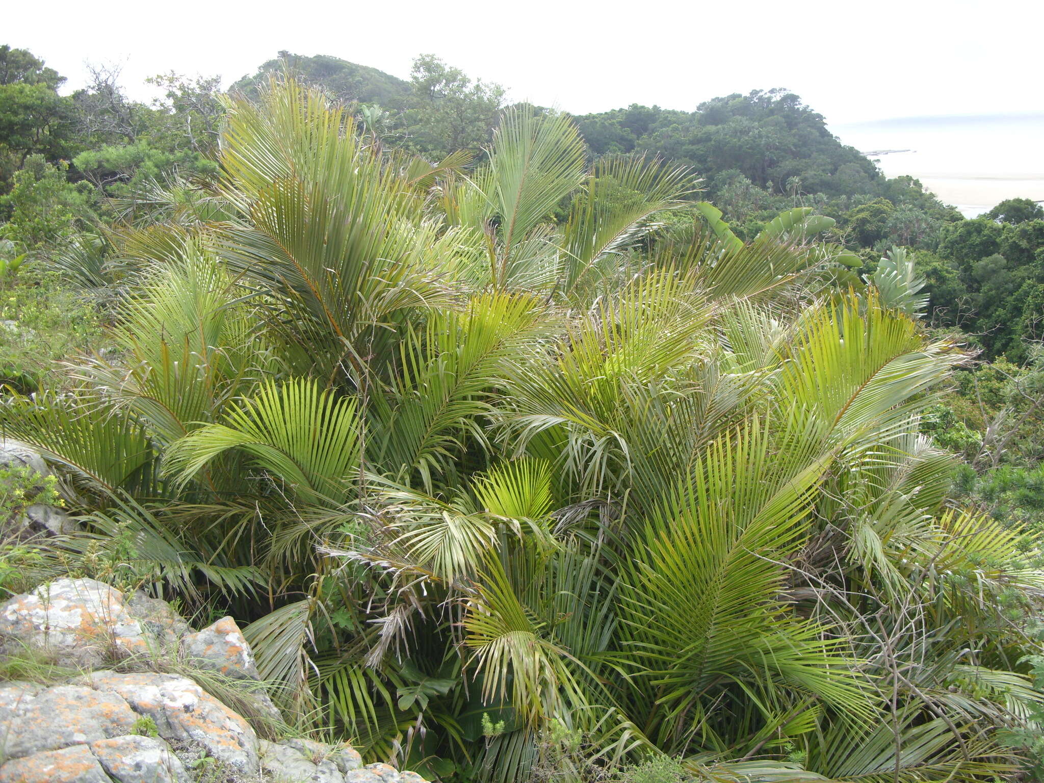 Jubaeopsis caffra Becc. resmi