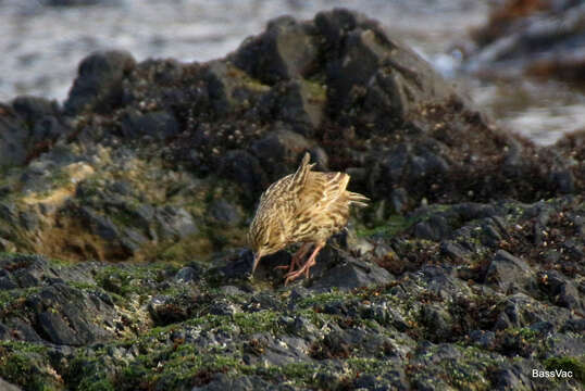 Image of South Georgia Pipit